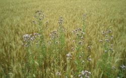 Blé/Orge - Biosolutions contre les adventices