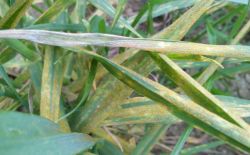 Blé/Orge - Biosolutions contre la septoriose et les rouilles