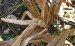 Maïs - Biosolutions contre les insectes foreurs