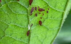 Tomate - Biosolutions contre les pucerons