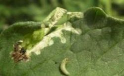 Tomate - Biosolutions contre Tuta, Heliothis, Autographa