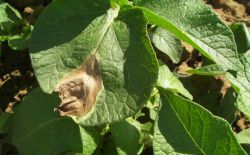Pomme de terre - Biosolutions contre le mildiou