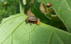 Pomme de terre - Biosolutions contre les doryphores
