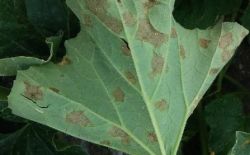 Melon - Biosolutions contre le mildiou