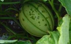 Melon - Biosolutions contre la bactériose