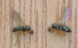 Carotte - Biosolutions contre la mouche de la carotte