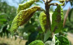 Pommier - Biosolutions contre les pucerons