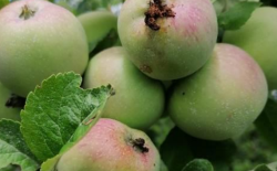 Pommier - Biosolutions contre le carpocapse et autres tordeuses