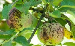 Pommier - Biosolutions contre la tavelure