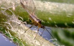 Pêcher - Biosolutions contre les pucerons
