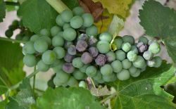 Vigne - Biosolutions contre le mildiou
