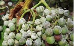 Vigne - Biosolutions contre l'oïdium