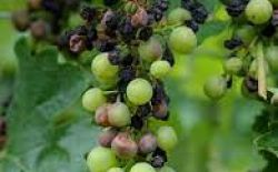 Vigne - Biosolutions contre le black-rot