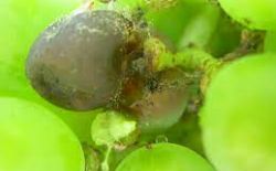 Vigne - Biosolutions contre les tordeuses