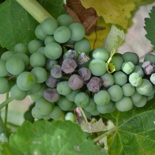 Mildiou vigne Vigne - Essais contre le mildiou