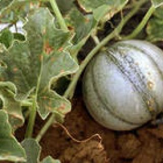 Essai - ACPEL - Bactériose du melon Essai - ACPEL - Bactériose du melon