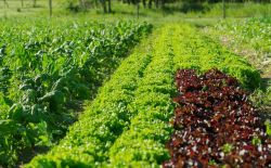 Champ de légumes